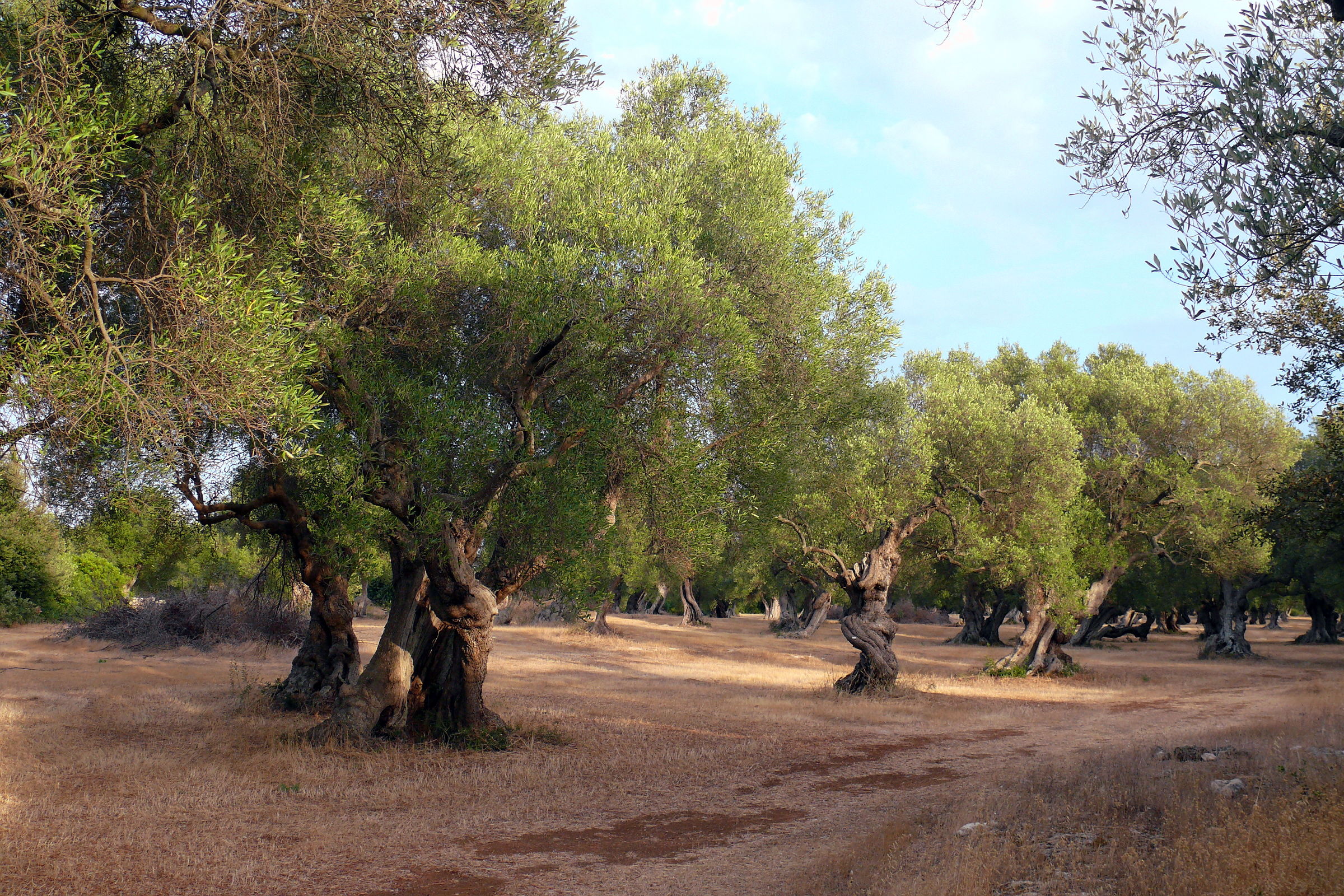 Olive Trees 2