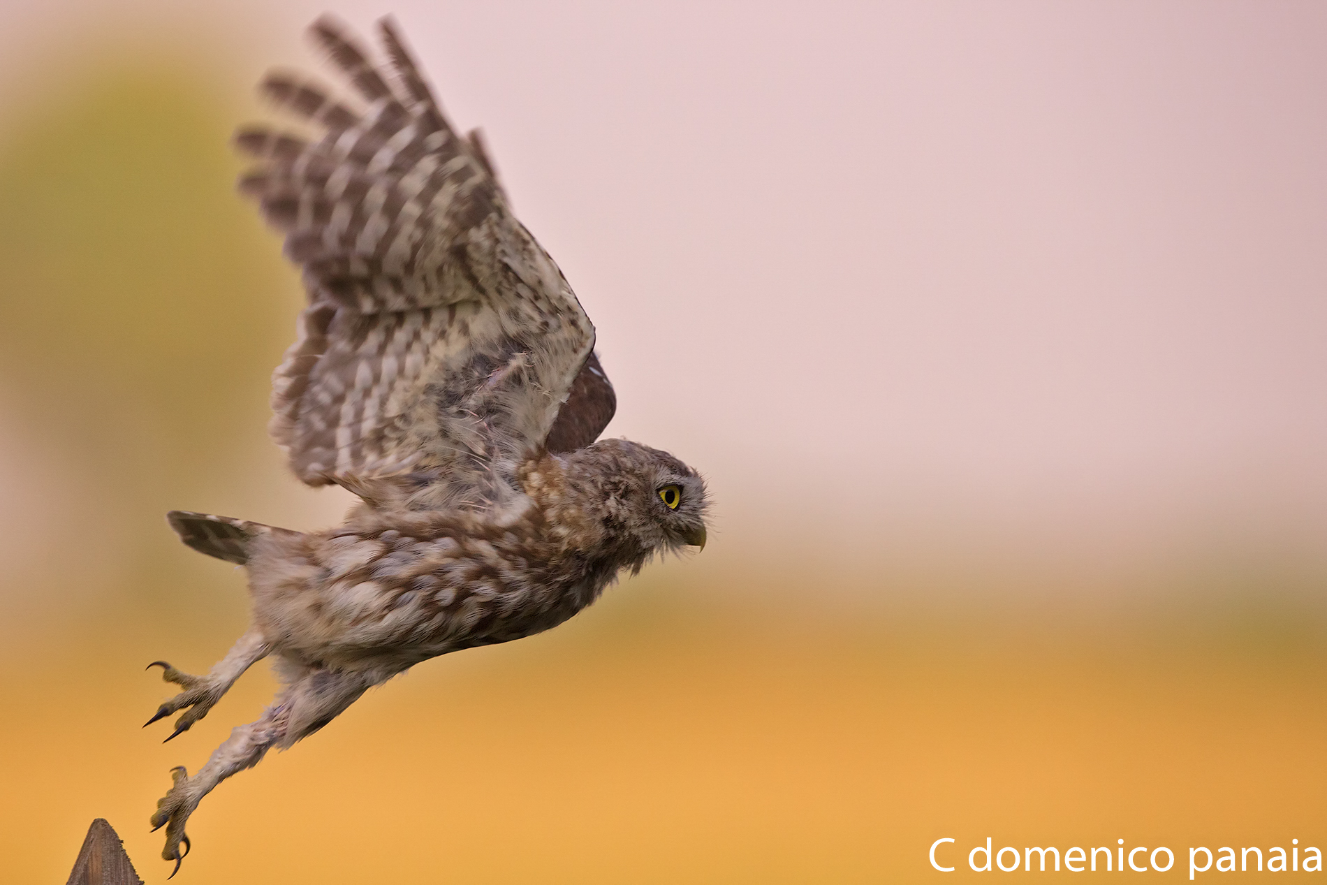The deadlift of the Owl