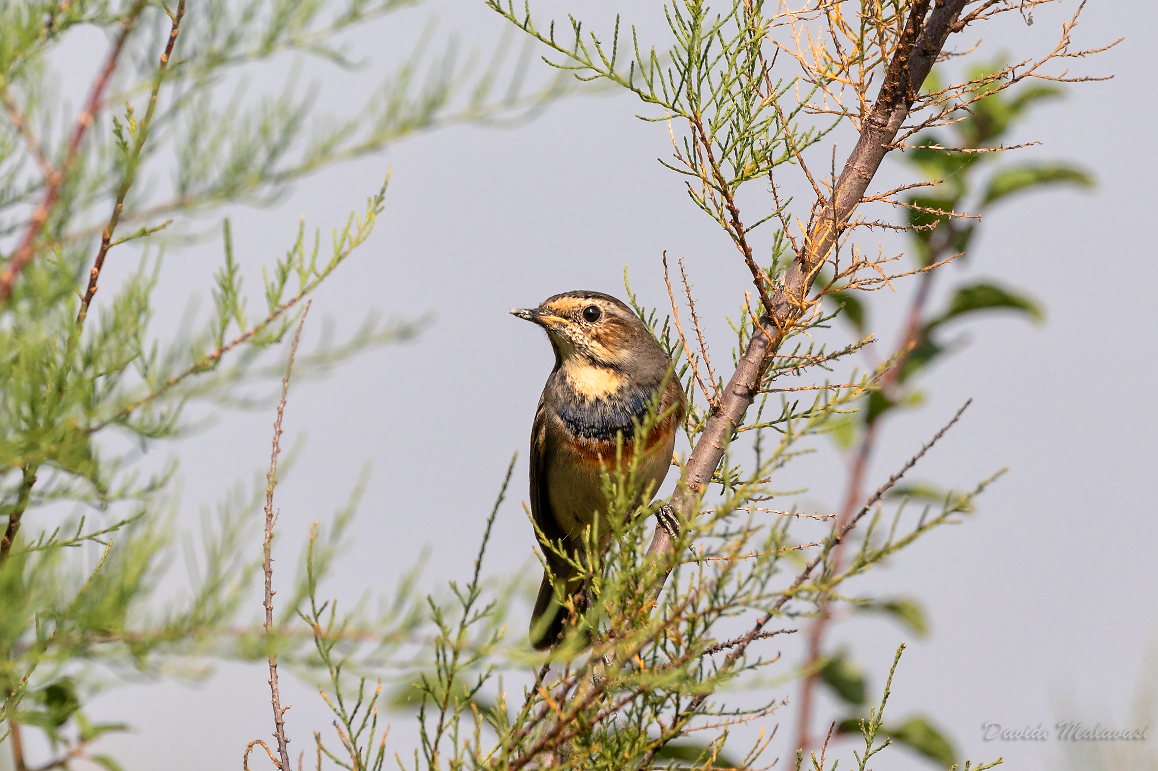 Bluethroat