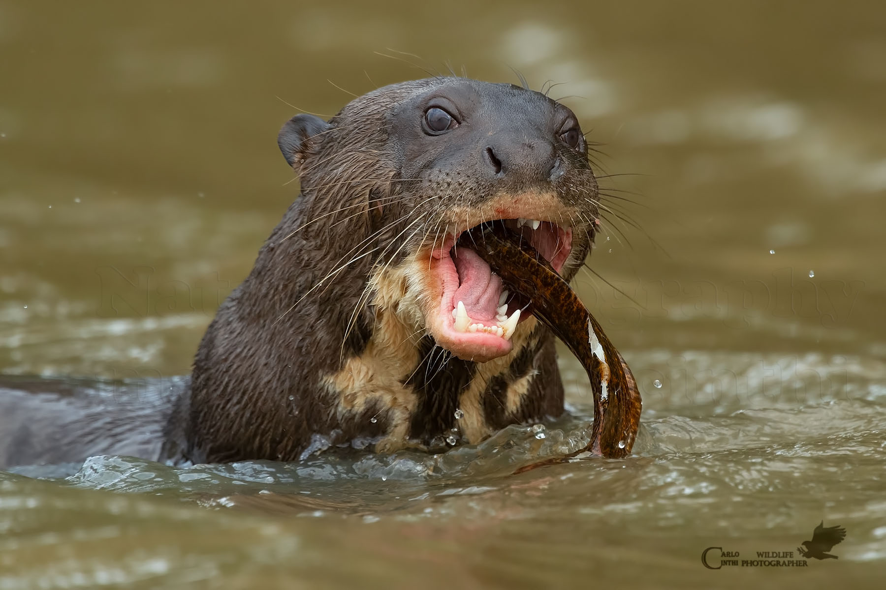 lontra gigante - pantanal