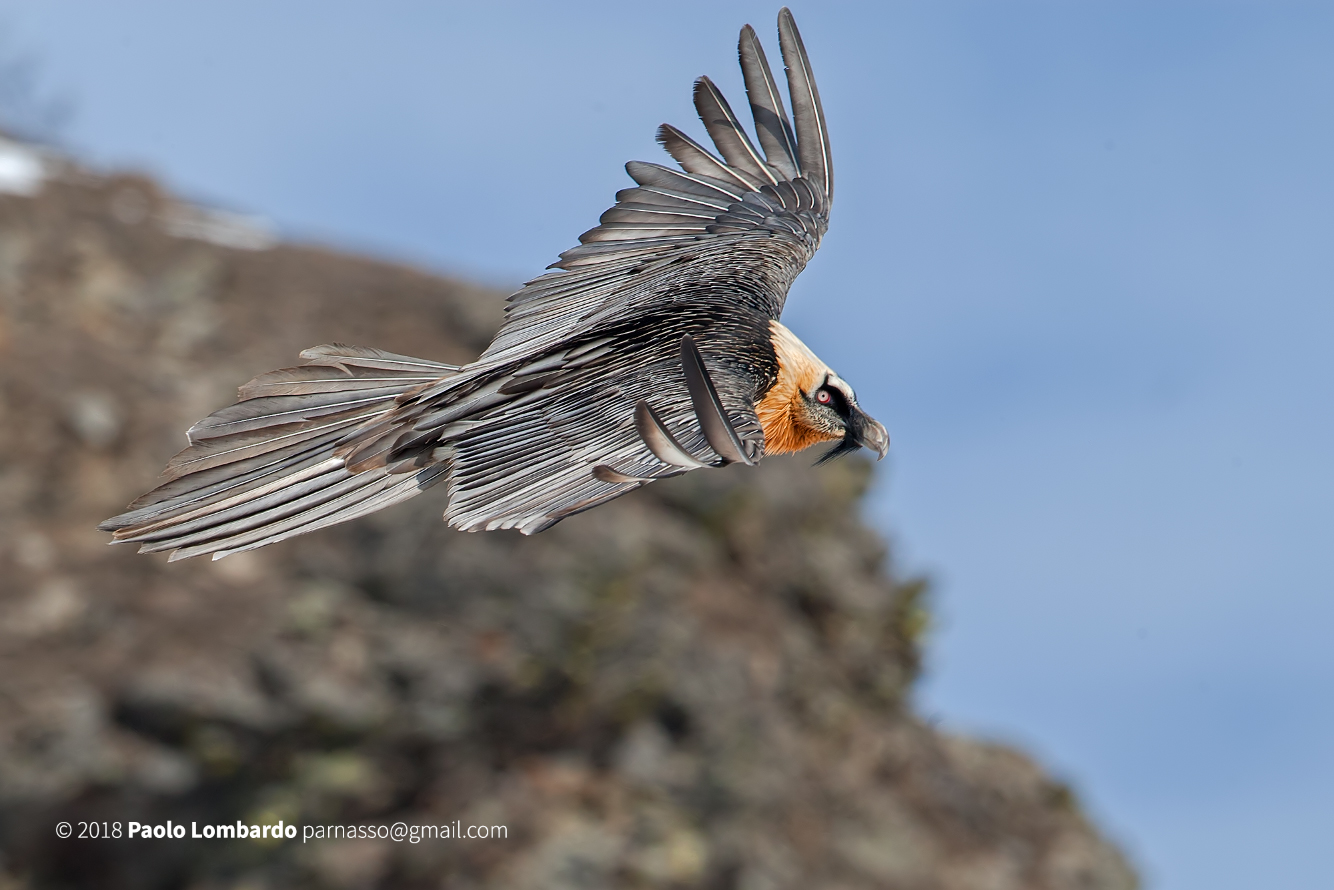 Gypaetus barbatus-Bearded Vulture-Gipeto