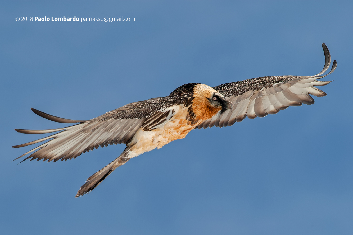 Gypaetus barbatus-Bearded Vulture-Gipeto