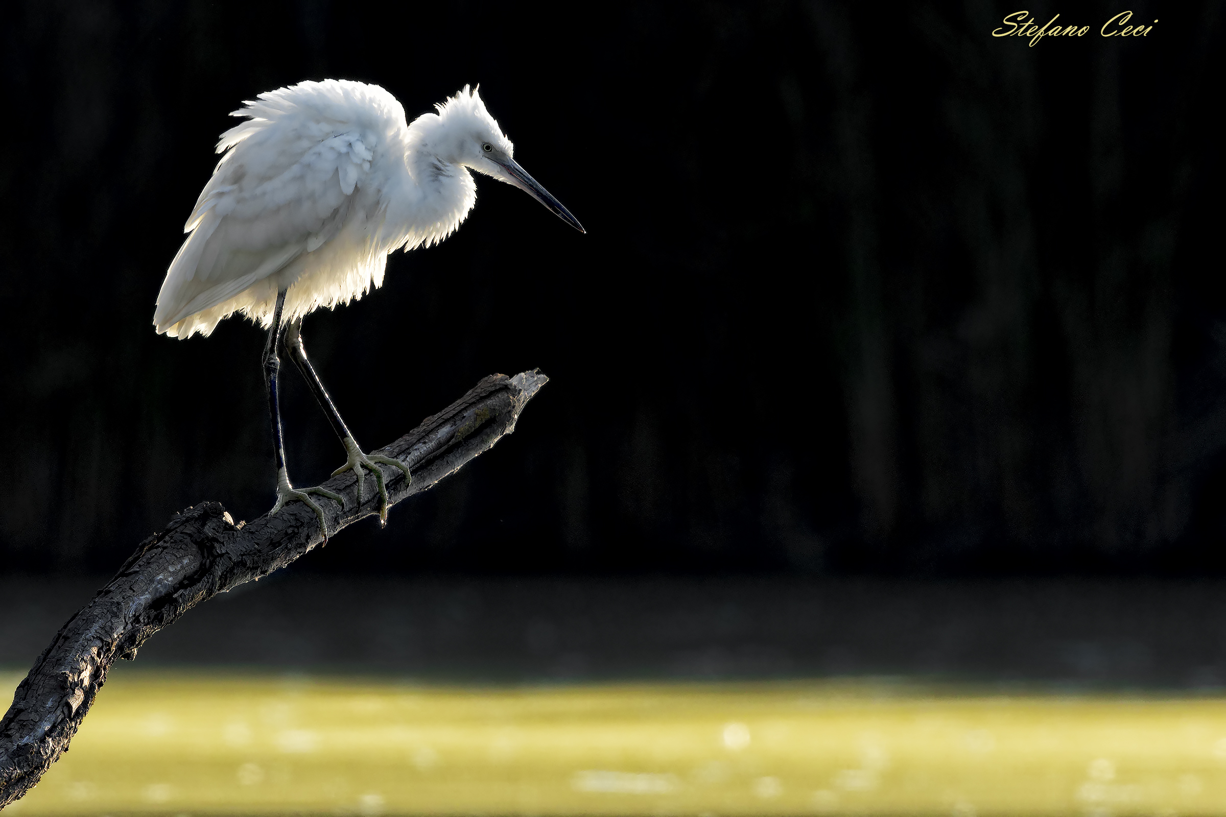 Egret