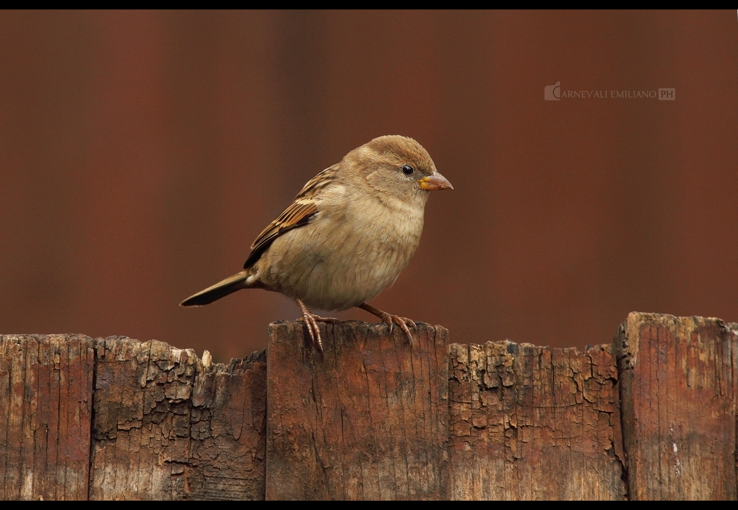 Sparrow
