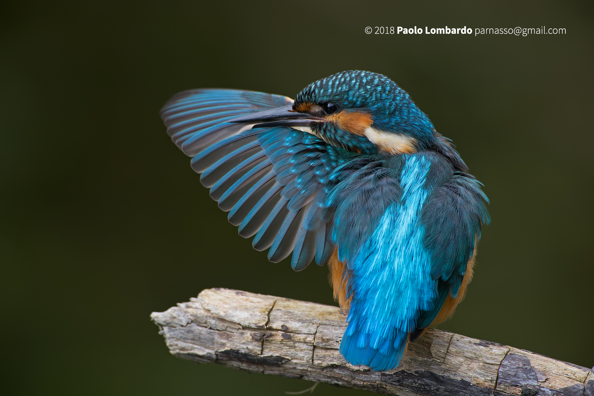 Alcedo atthis-Common Kingfisher-Martin Fisher
