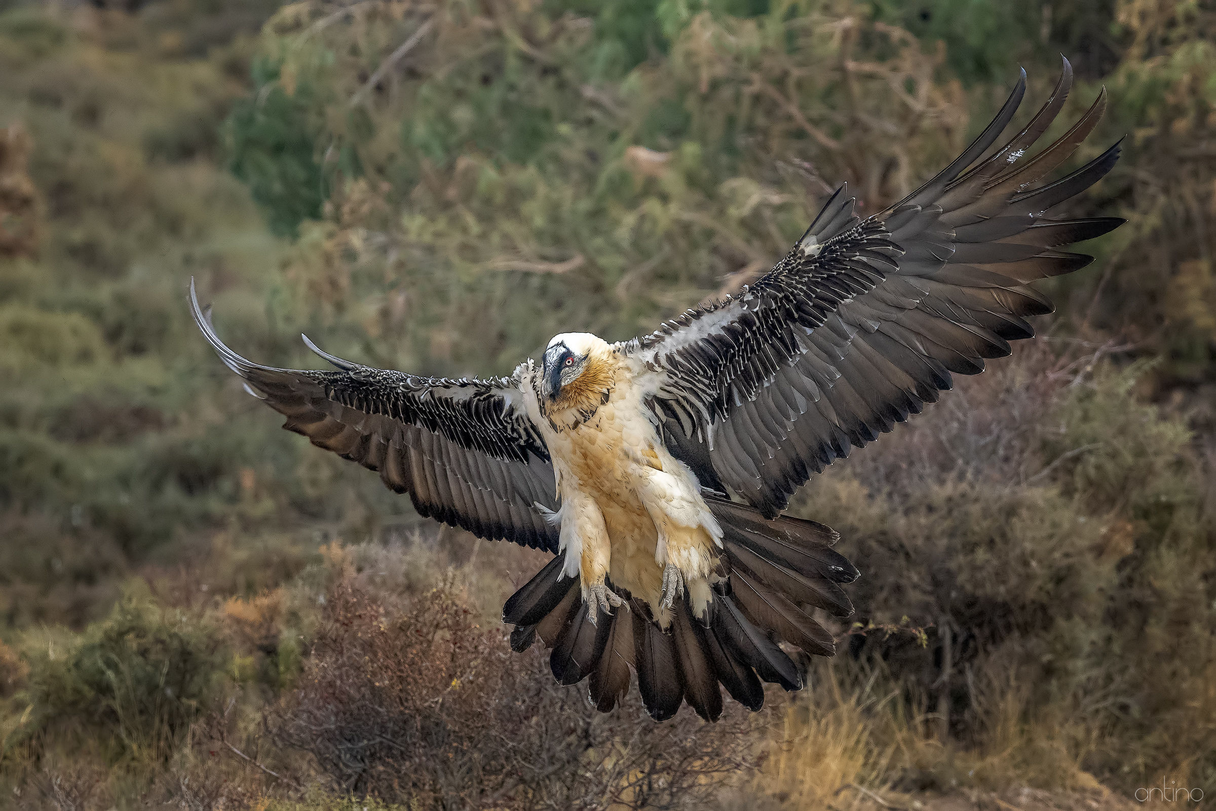 Bearded Vulture