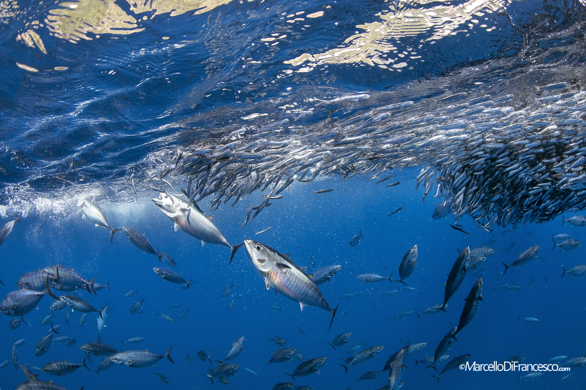 Between prey and predators...