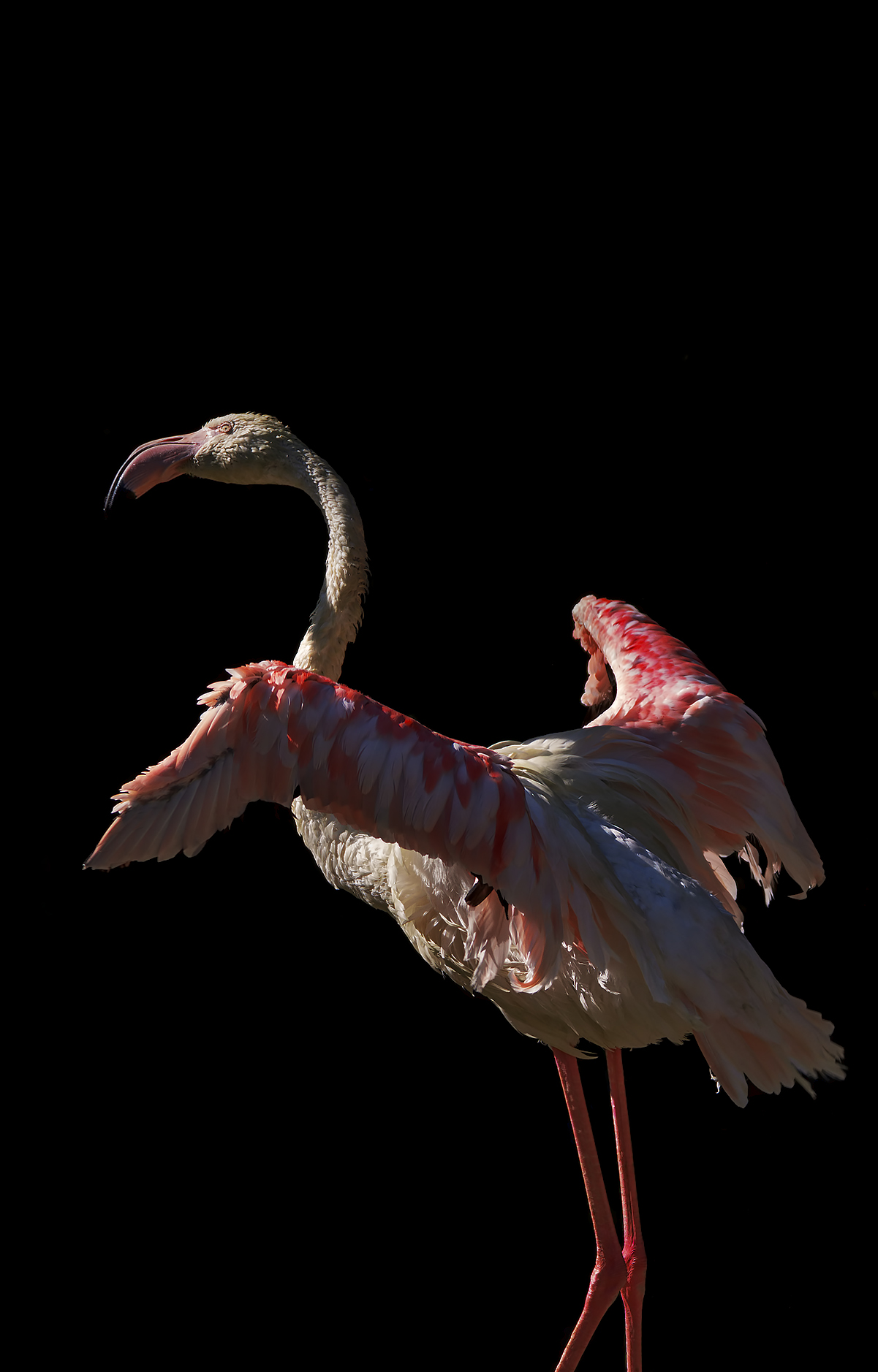 Pink Flamingo