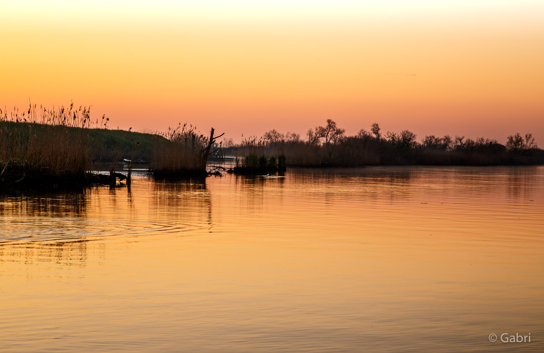Sunrise among the reed beds