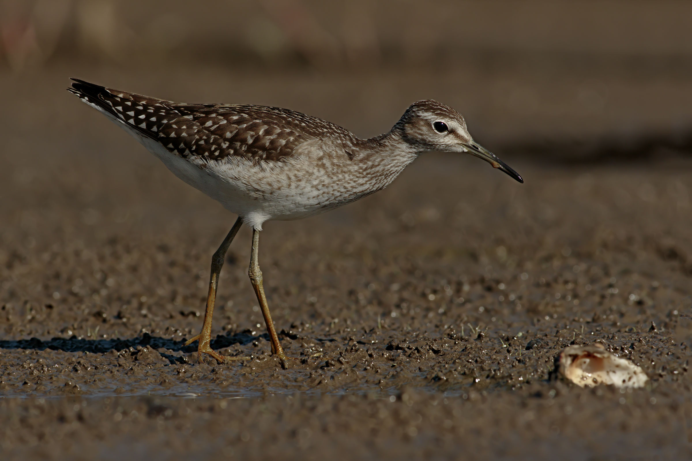 Piro Piro Boschereccio