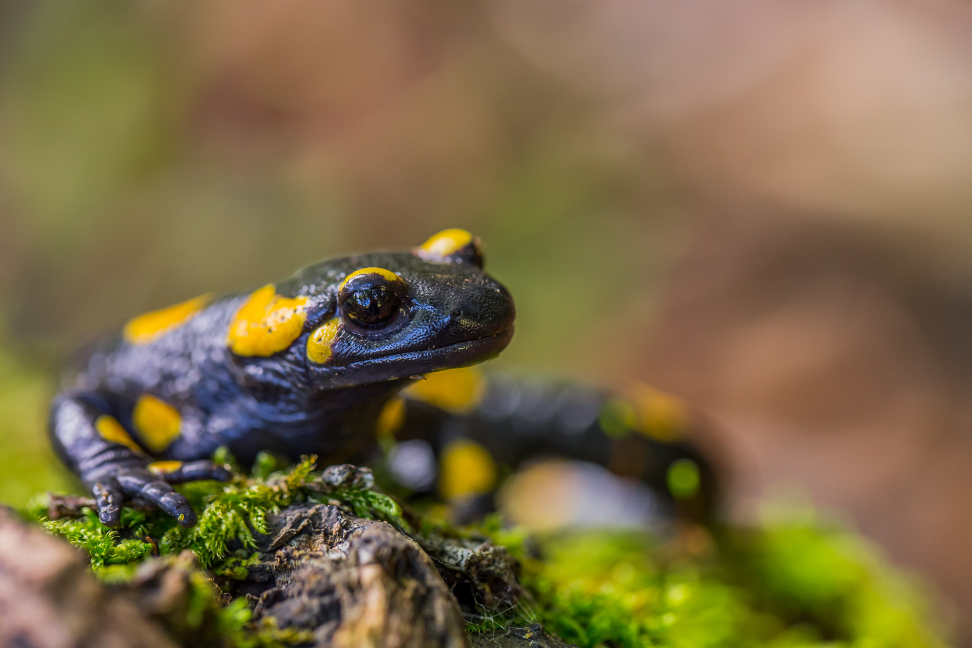 Salamander Pezzata