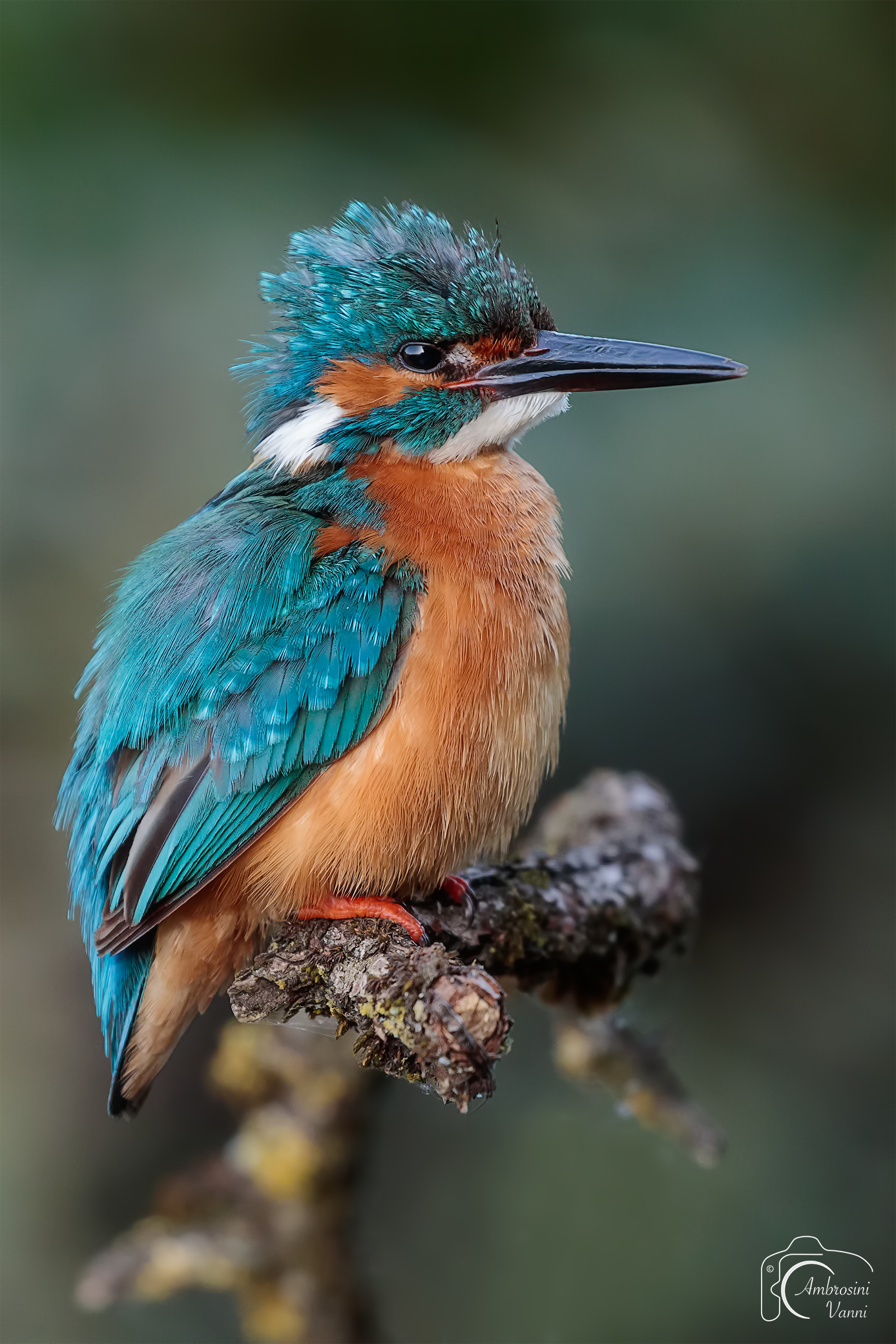 Il più bello tra i pescatori