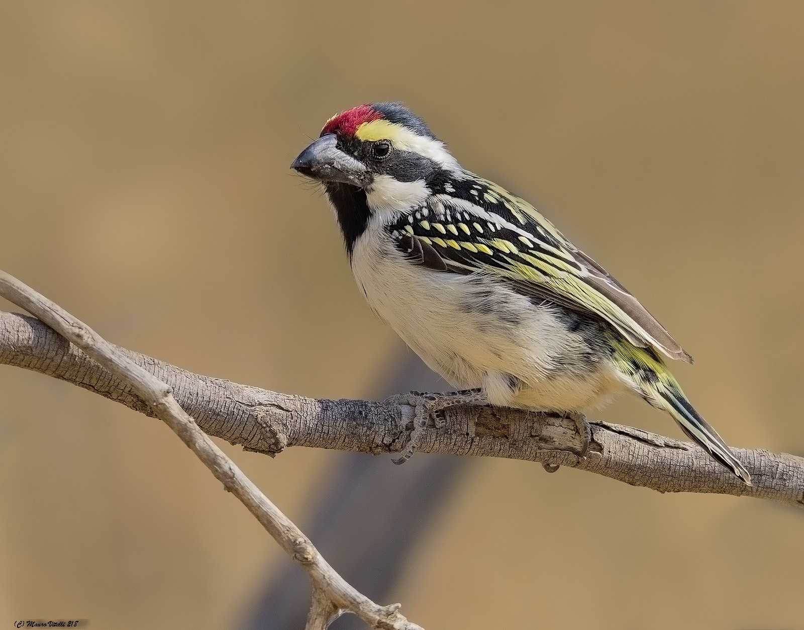 Acacia Pied Barbet (Tricholaema leucomelas)
