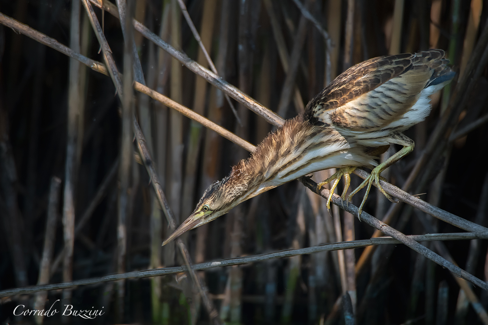 Tarabusino in caccia