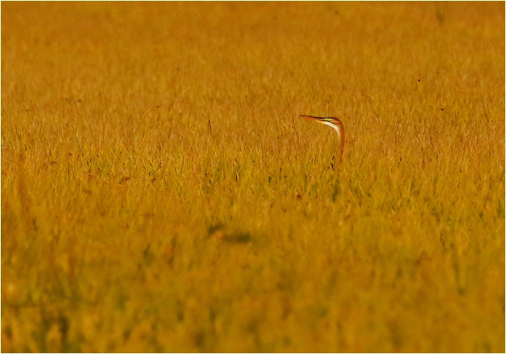 ,, Red Heron,,