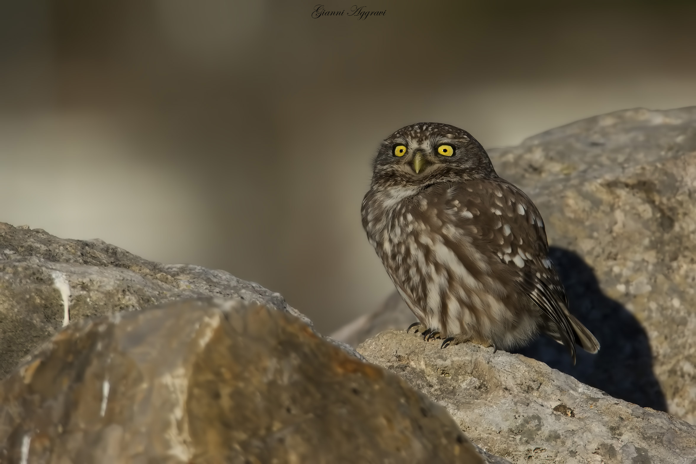 Look to intimidate or intimidated...??