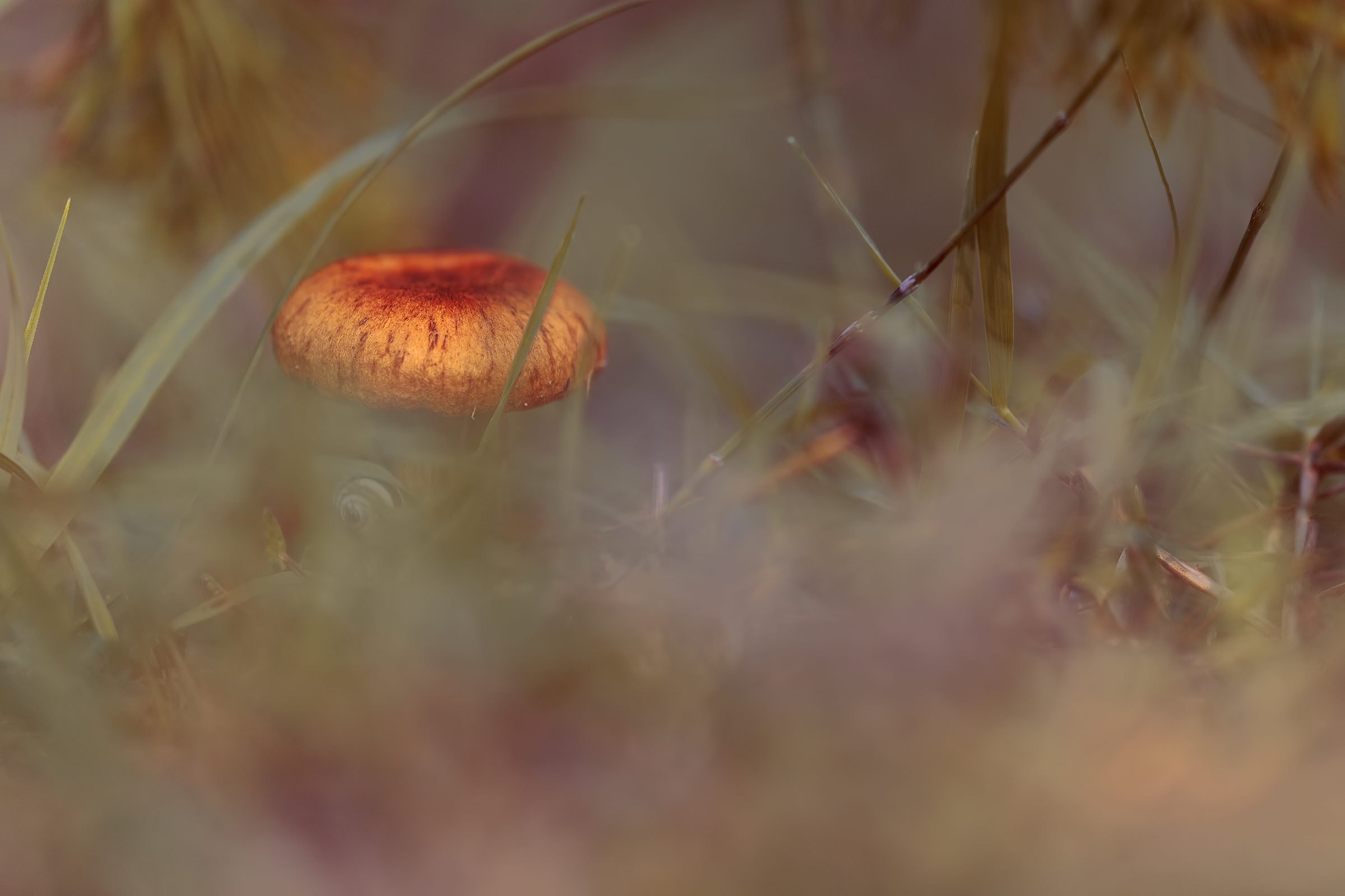 Eukaryotic in chaos.