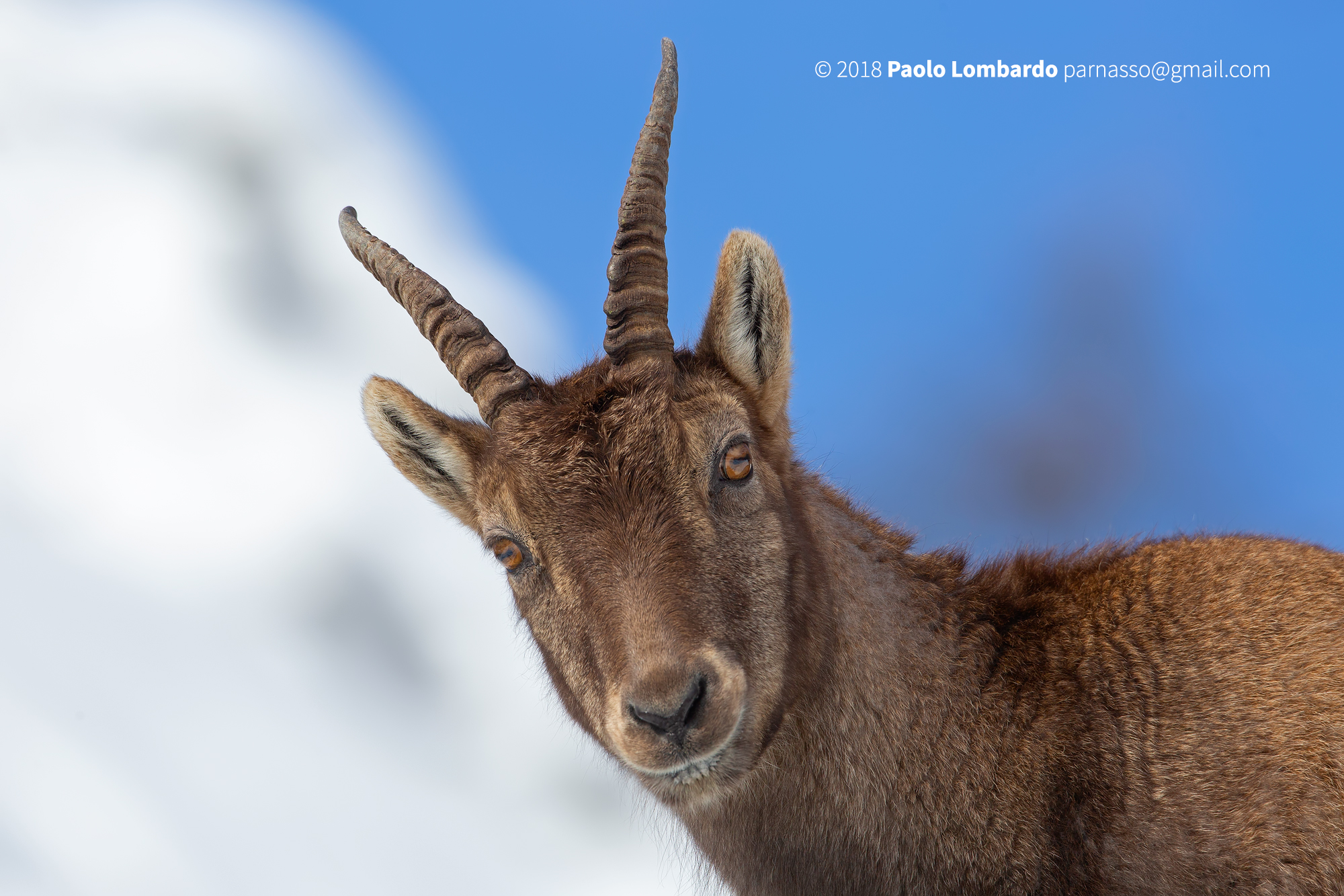 Capra ibex - Steinbock - Stambecco Capra ibex