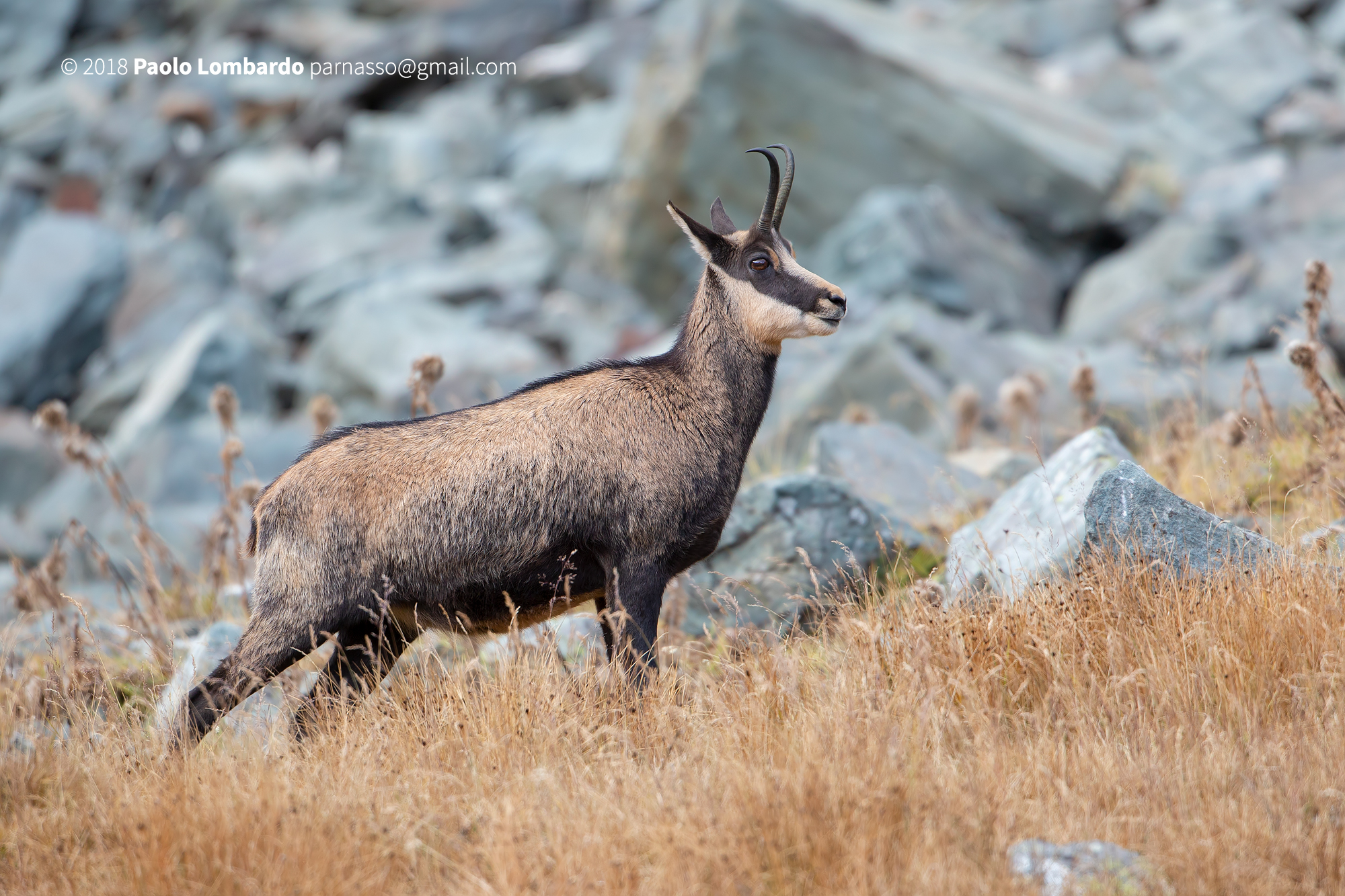 Rupicapra rupicapra - Chamois - Camoscio