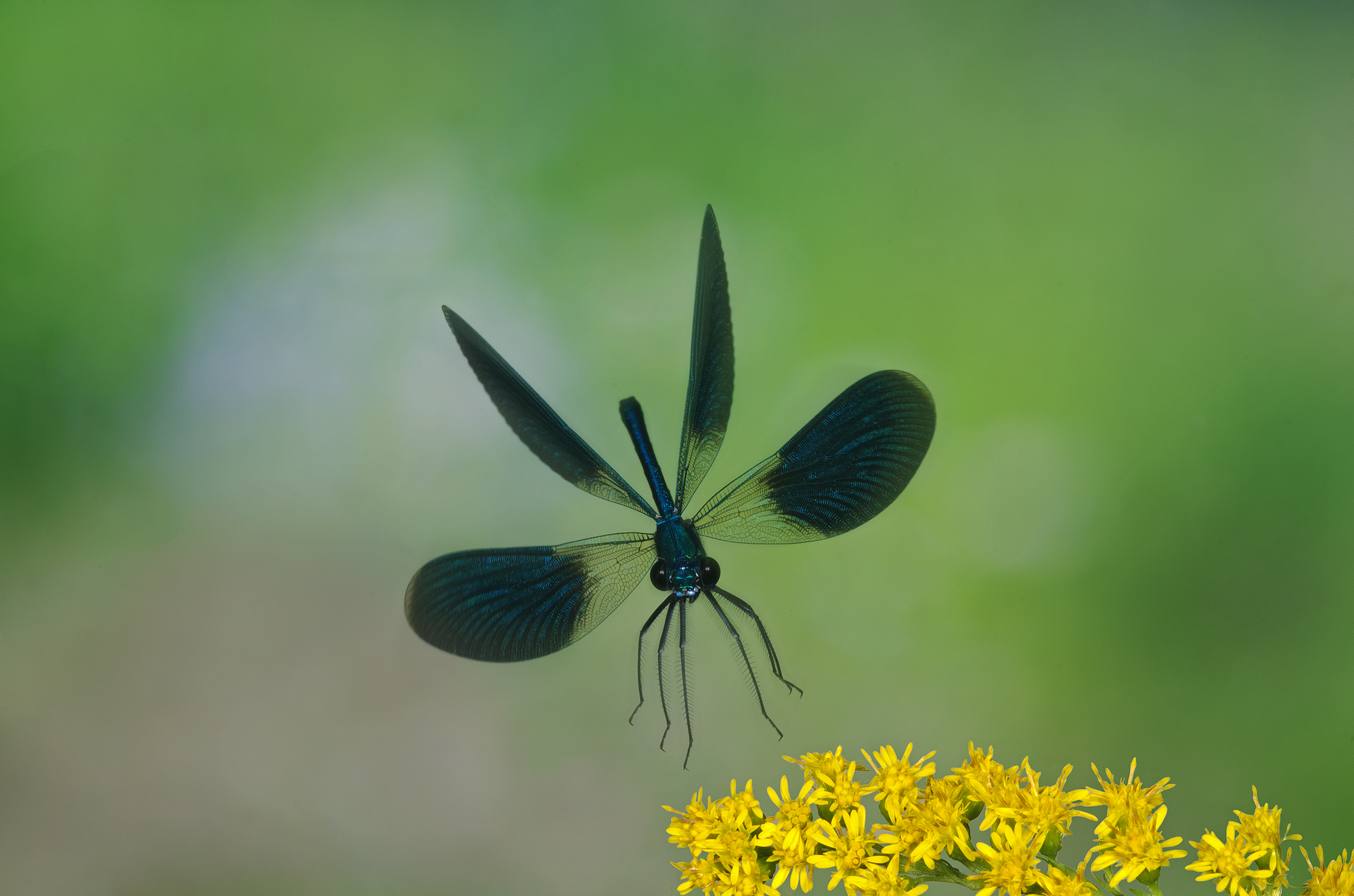 Calopteryx spendens maschio
