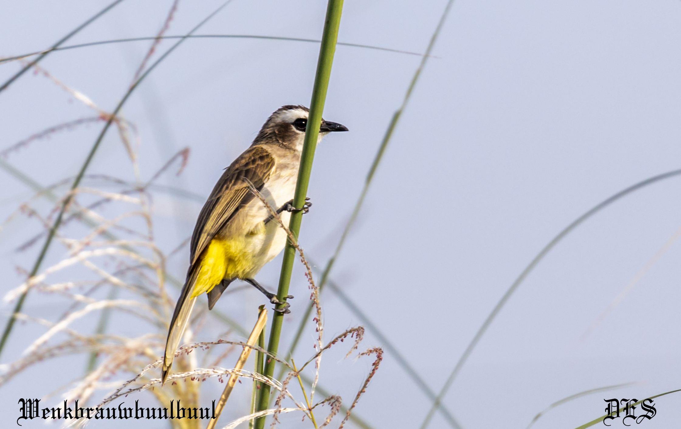 Yellow vented bulbul