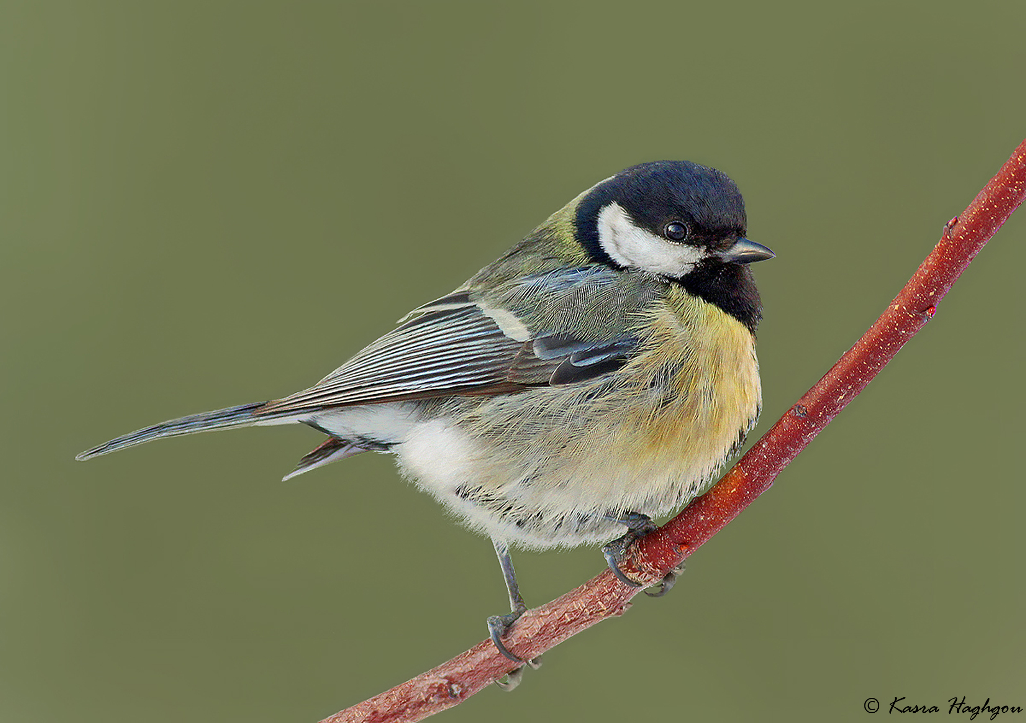 Great_tit