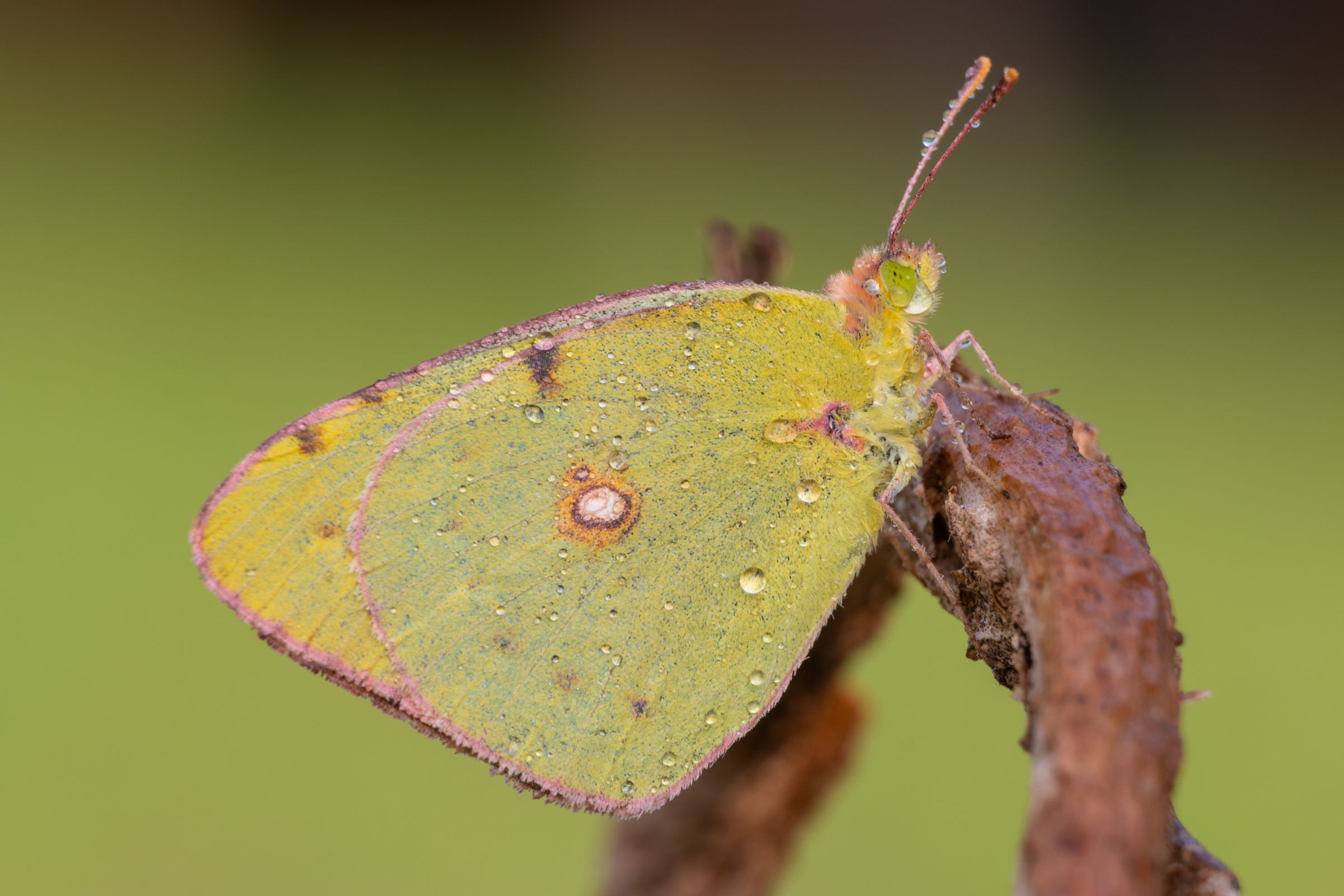 Colias croceus - 7