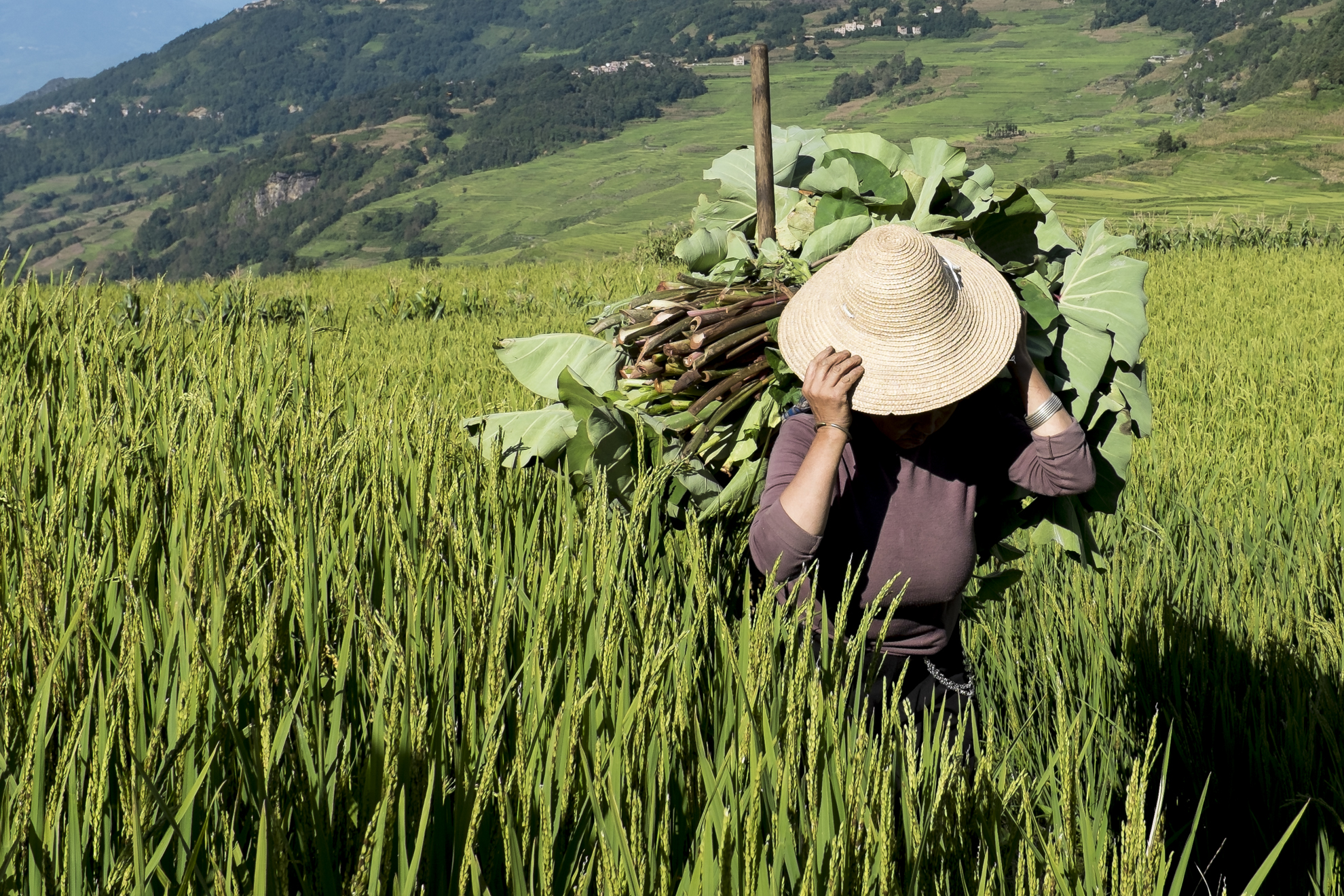 Inside the rice fields