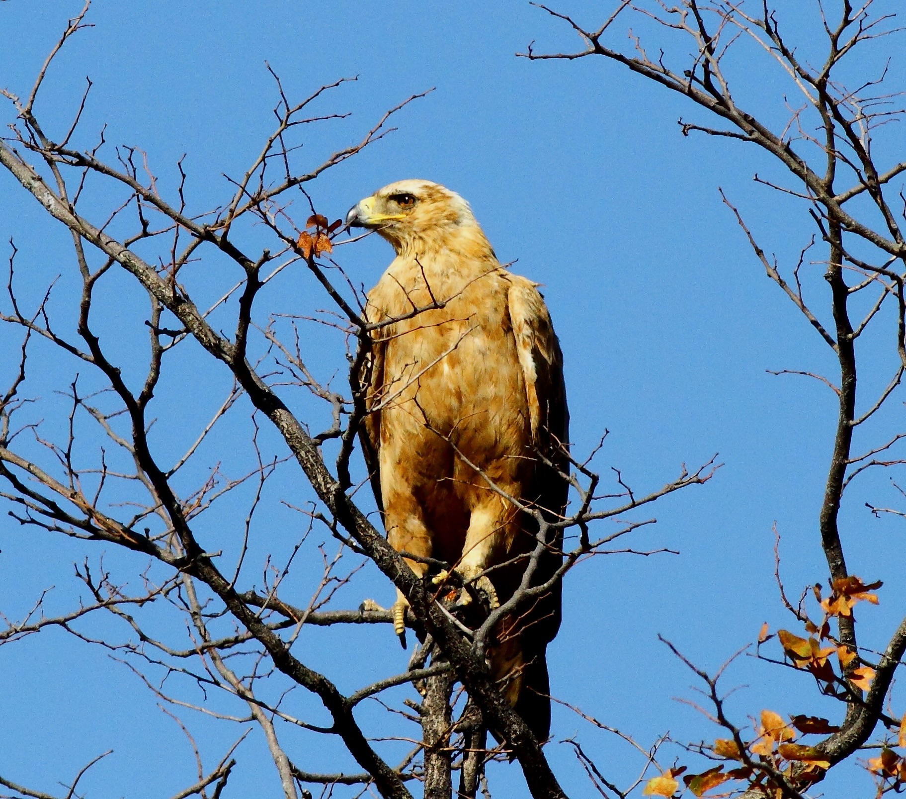 Aquila nel Chobe n.p.