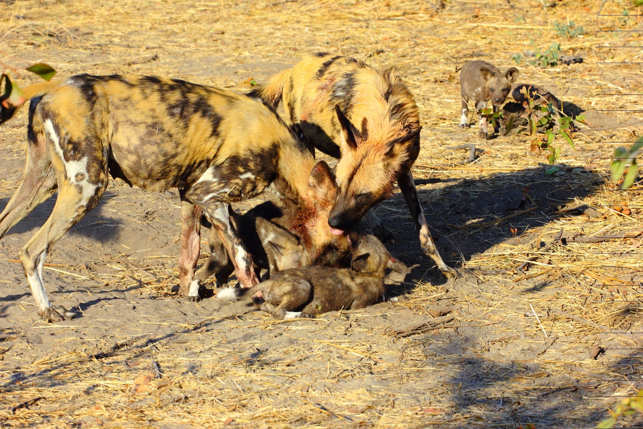 Licaoni nel Moremi n.p.