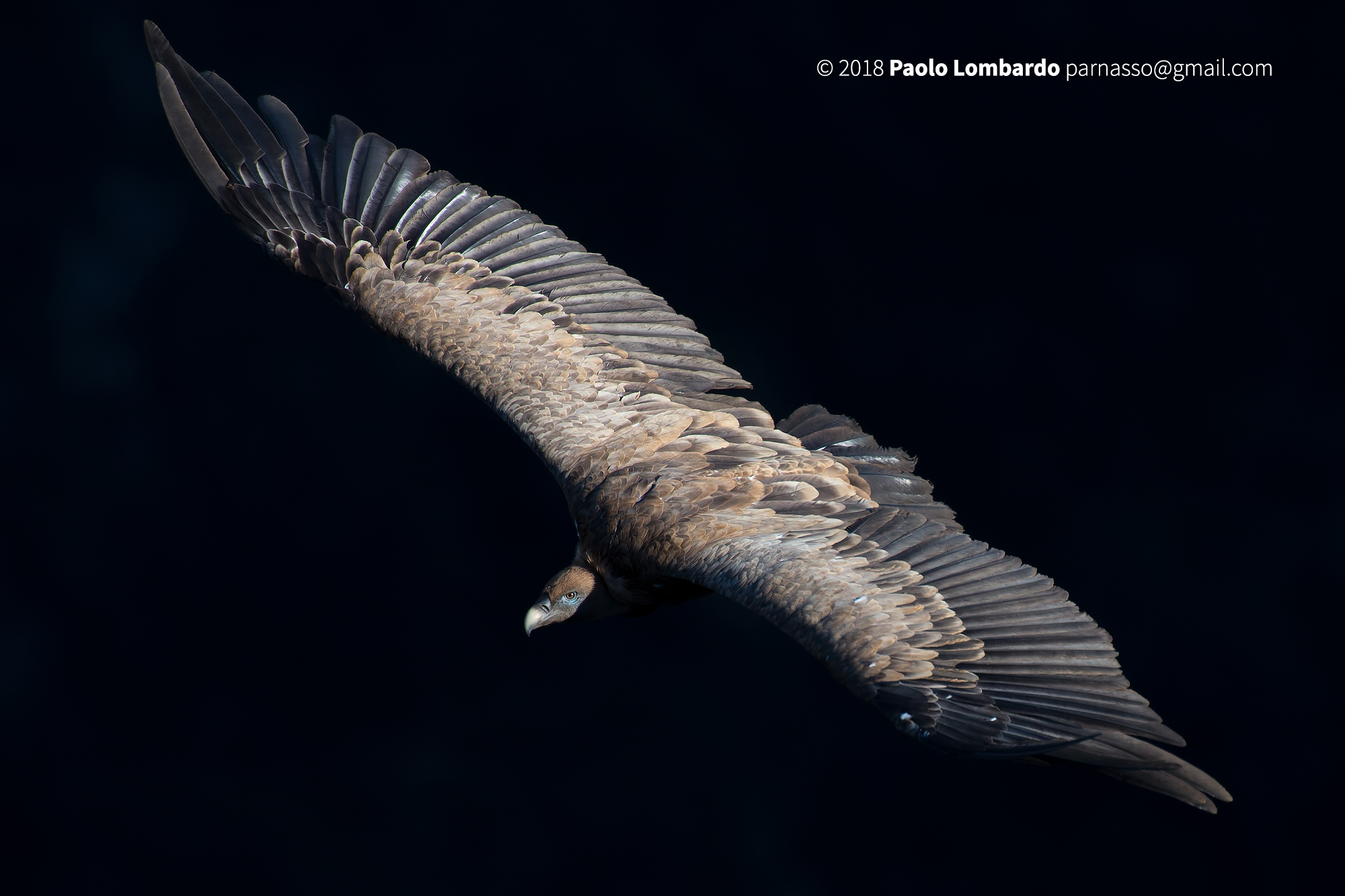 Gyps fulvus-Griffon Vulture-Gryphon