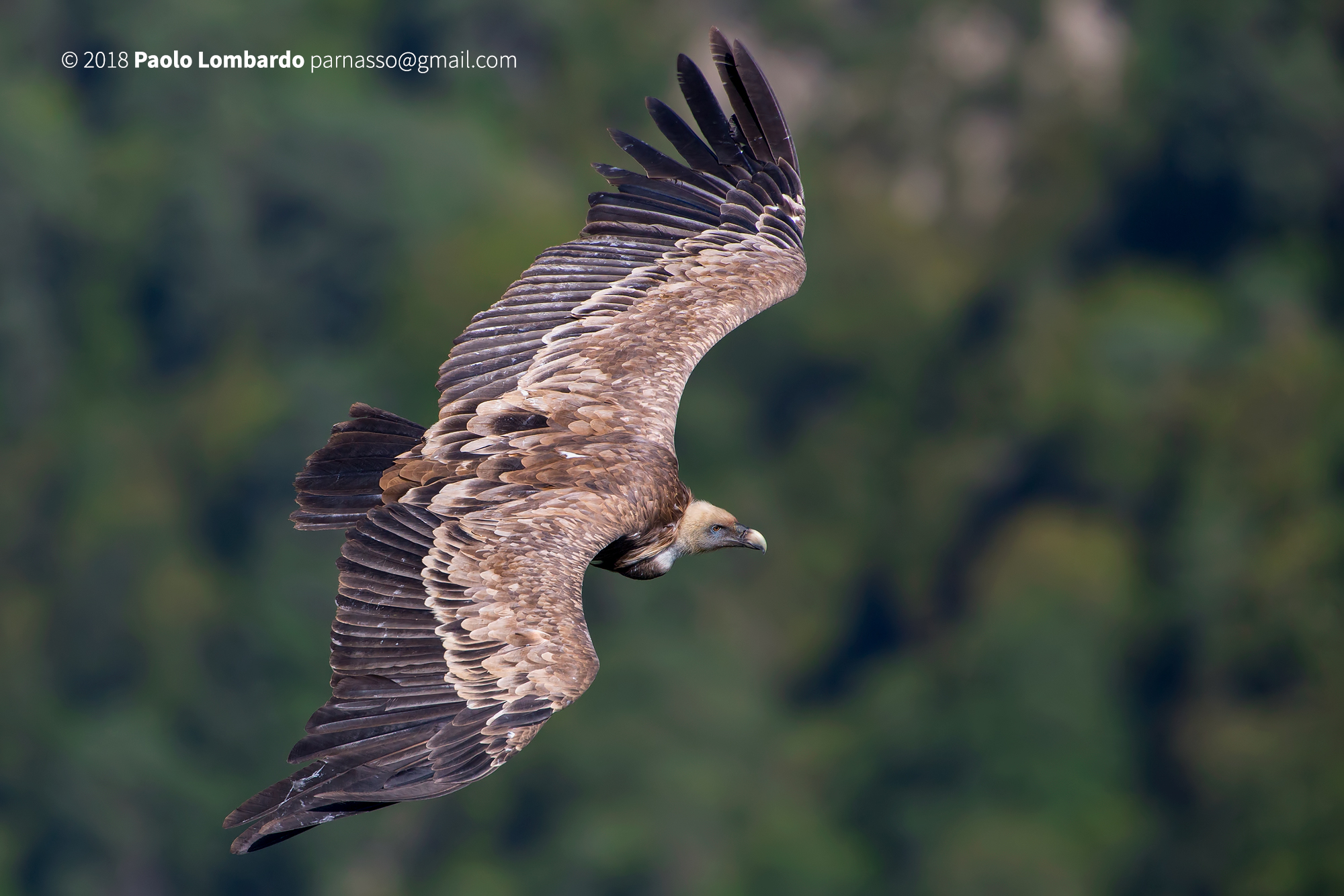 Gyps fulvus - Griffon vulture - Grifone