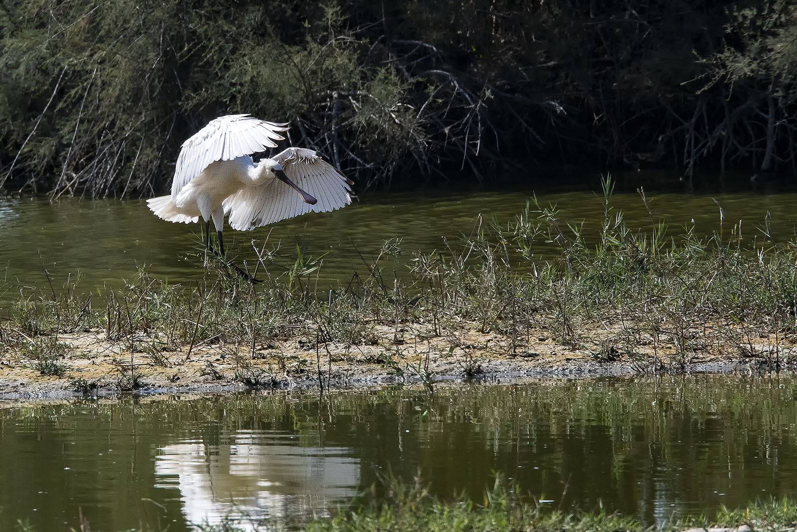 Here comes the spatula