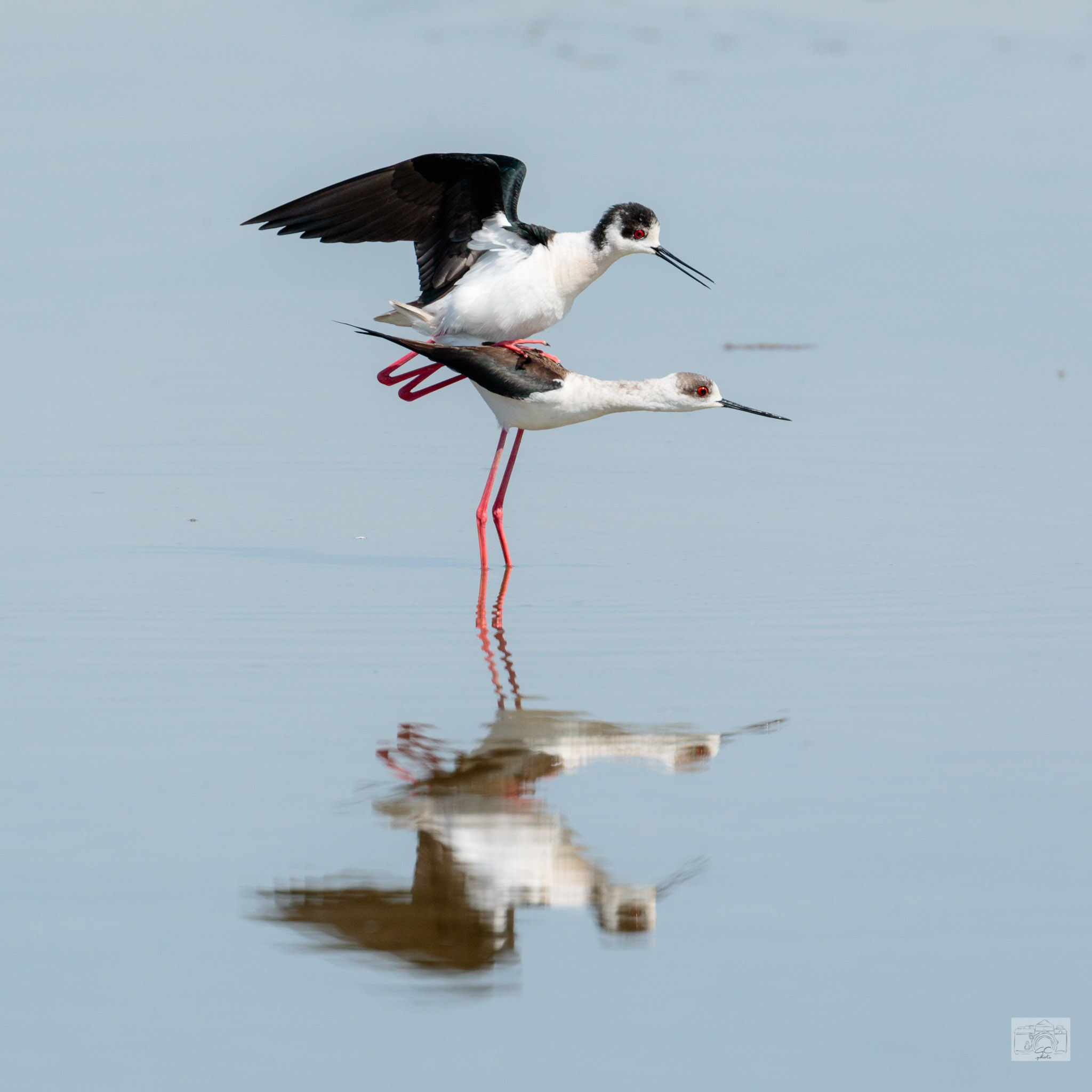 Himantopus mating