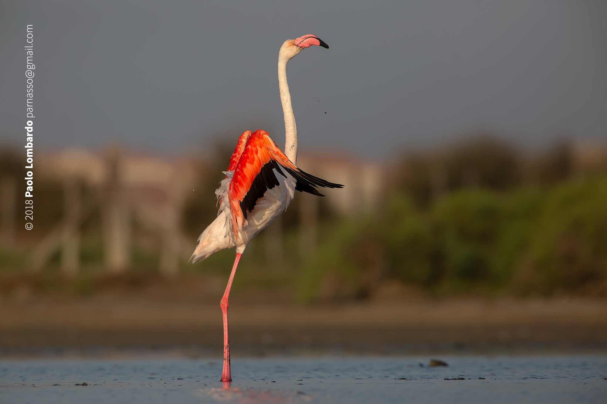 Phoenicopterus roseus-Greater Flamingo-Flamingo