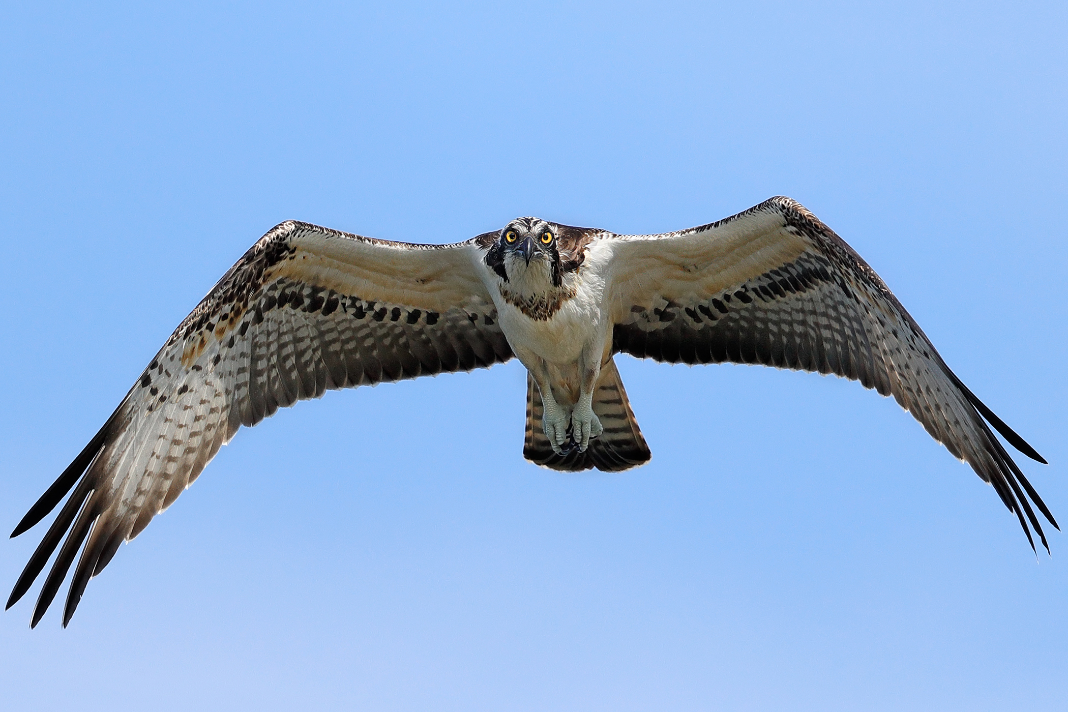 Lo sguardo del pescatore