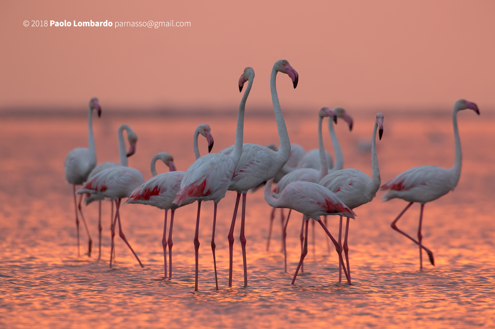 Phoenicopterus roseus-Greater Flamingo-Flamingo