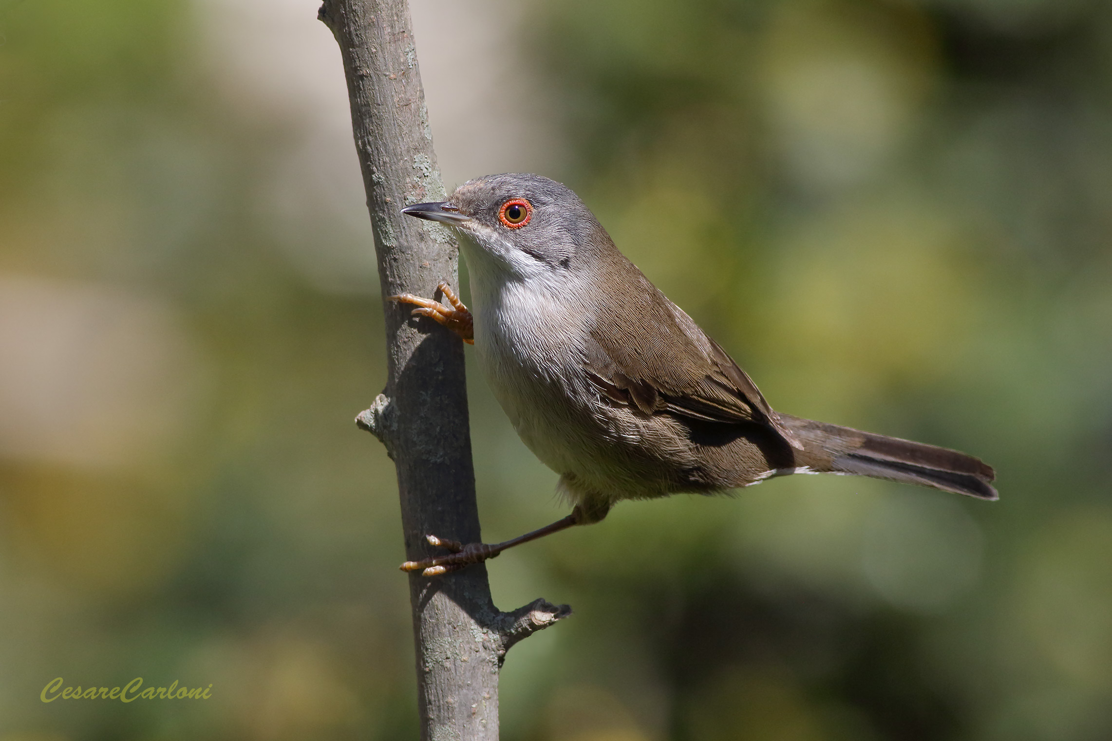 Female Sardinian Warbler