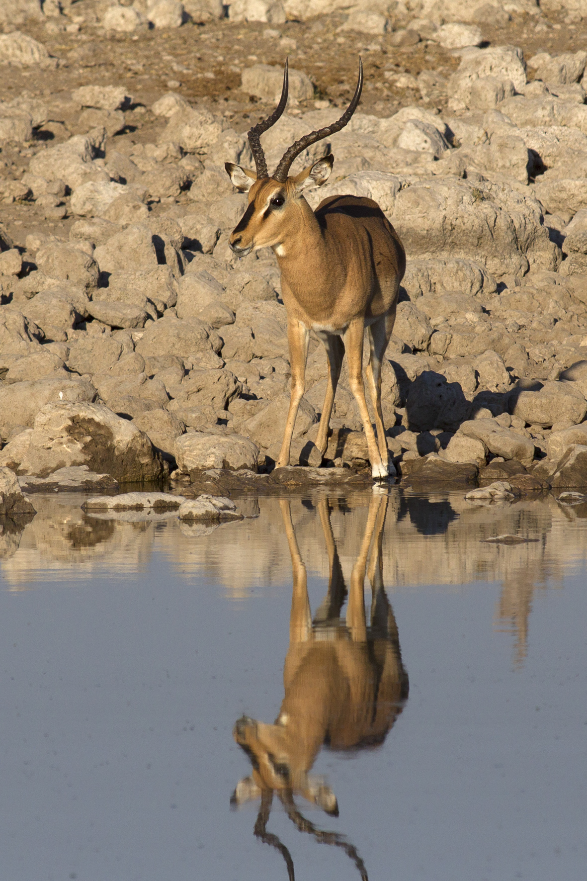Black Muzzle Impala (Aepyceros Melampus)