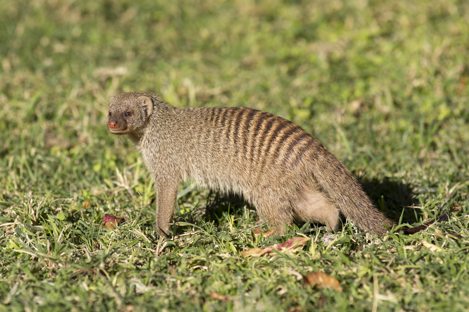 Striped Mongoose