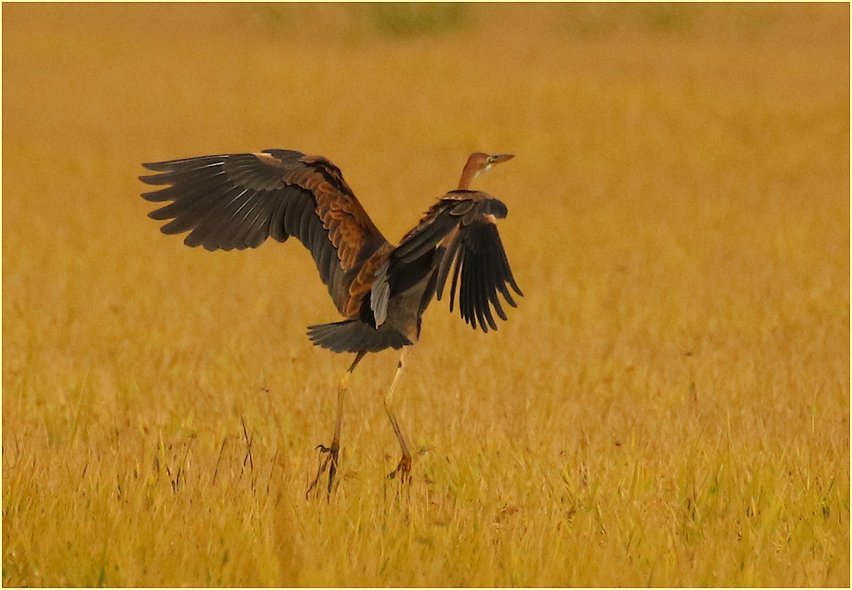,, Red Heron,, rice fields Novaresi