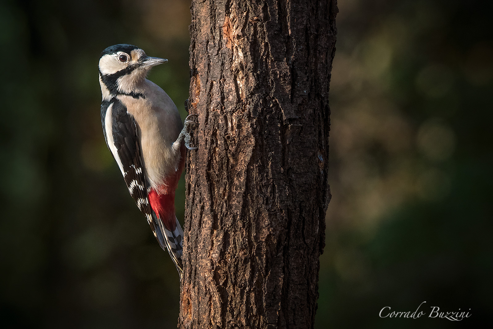 Female Red Woodpeckers