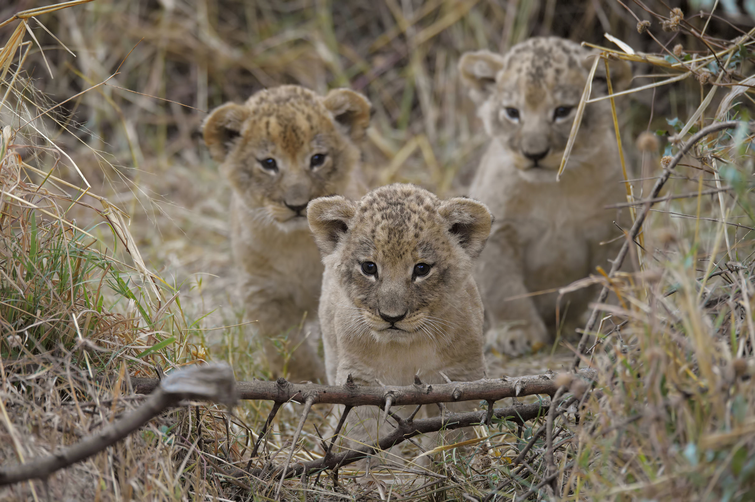 The Three Musketeers