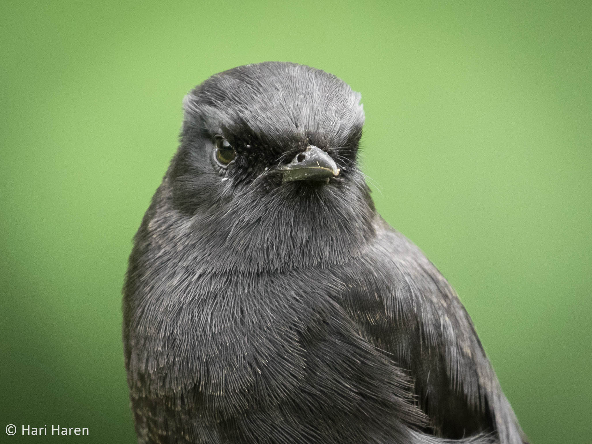 Pied bushchat male