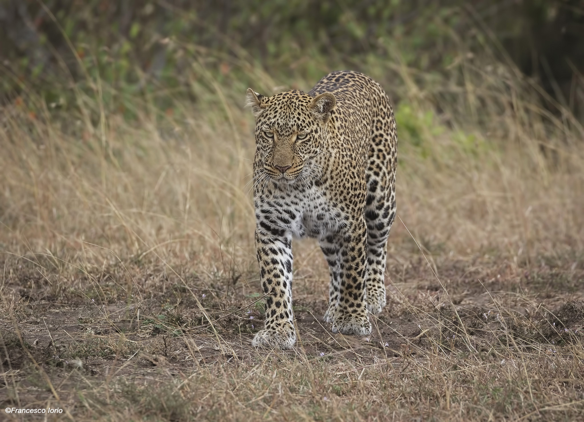 The Queen of the North