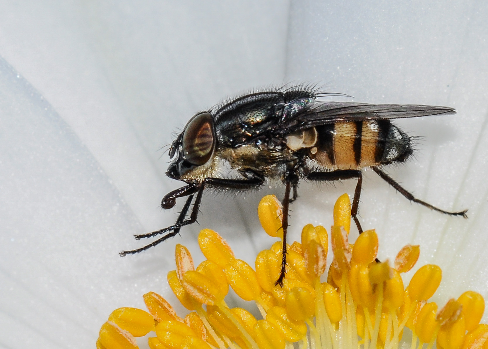 Calliphoride-Stomorhina lunata