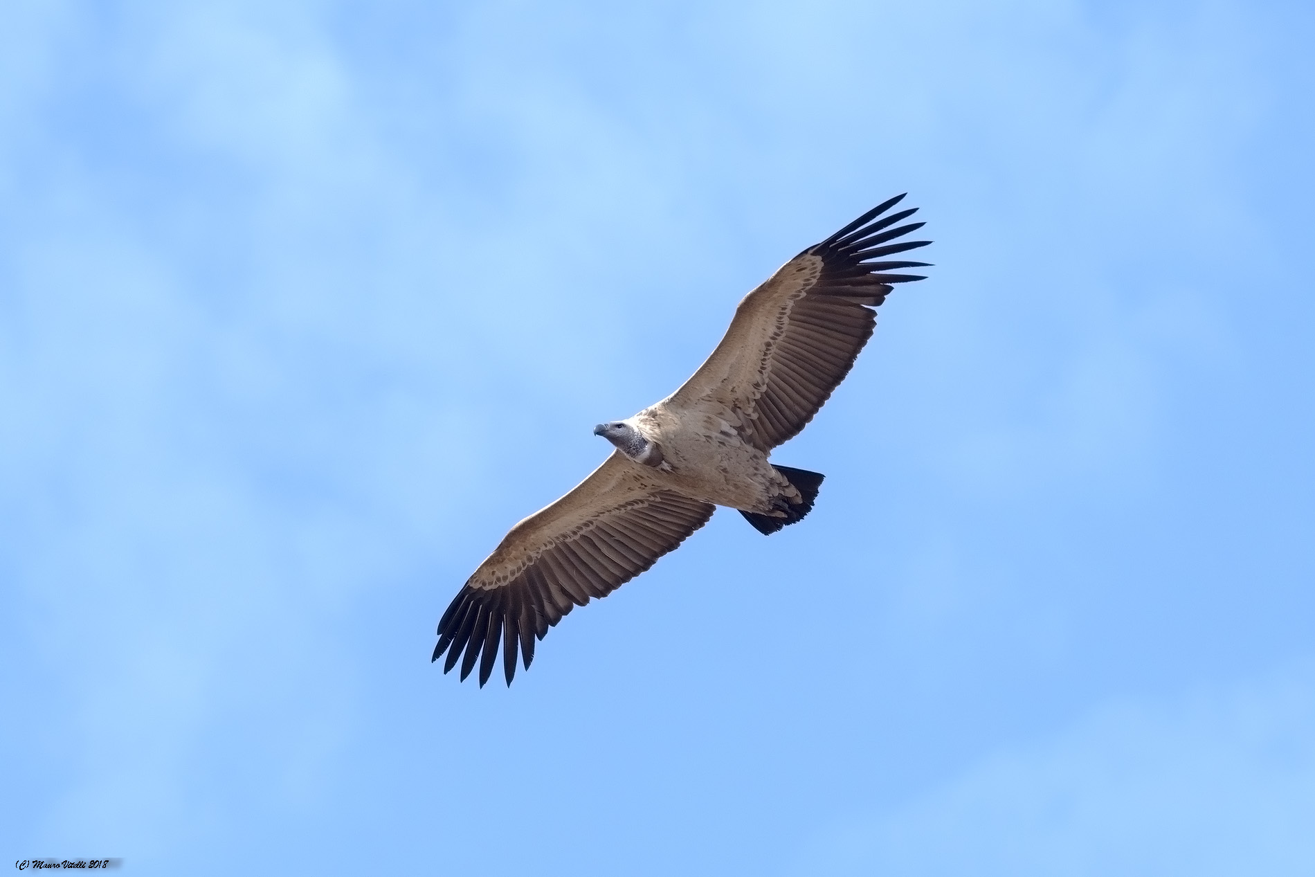 Cape Vulture (Gyps coprotheres) South Africa