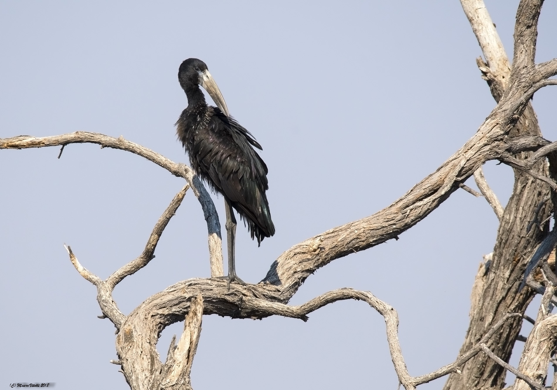 African Openbill (Anastomus Lamelligerus) South Africa