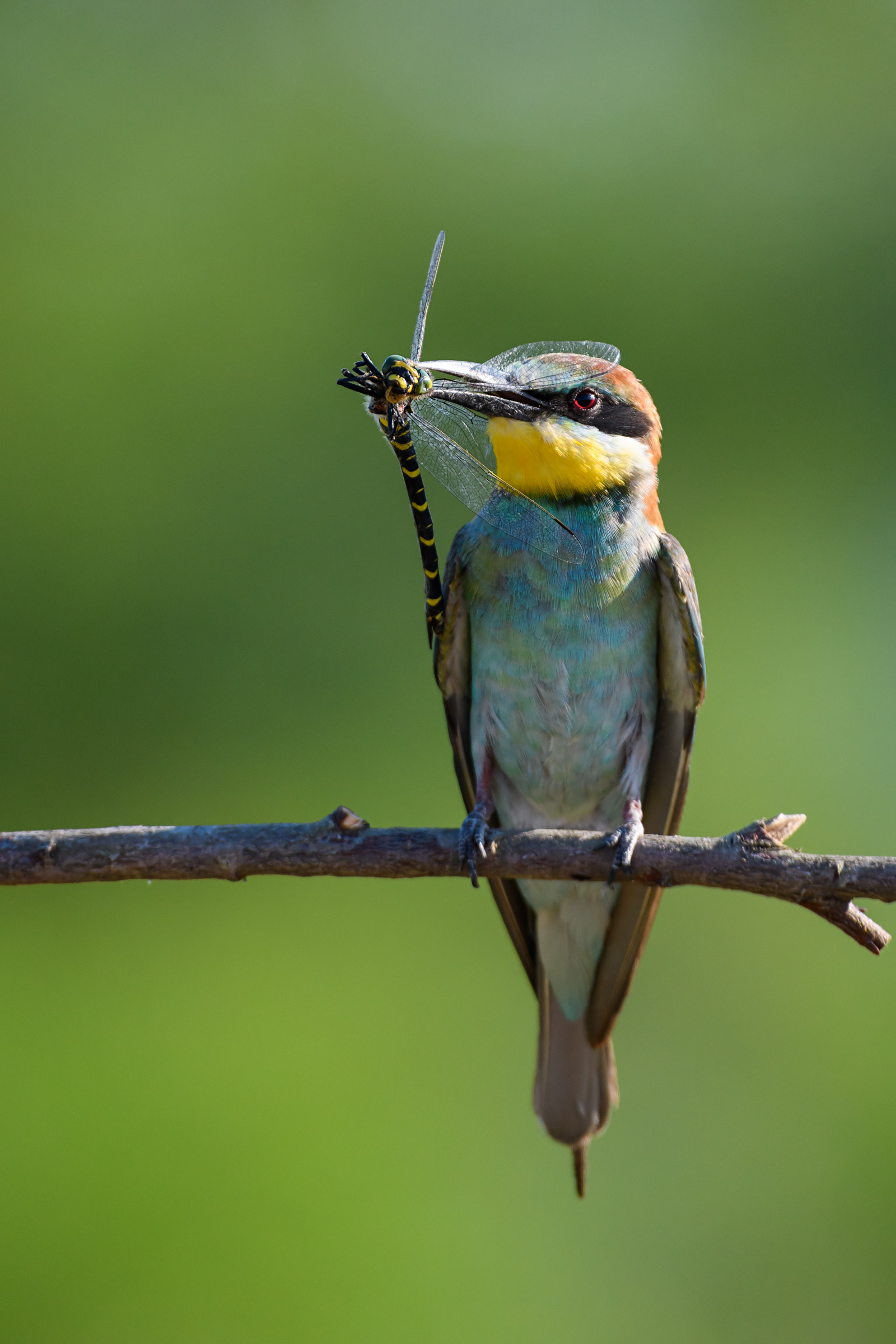 Bee-eater looking for companion