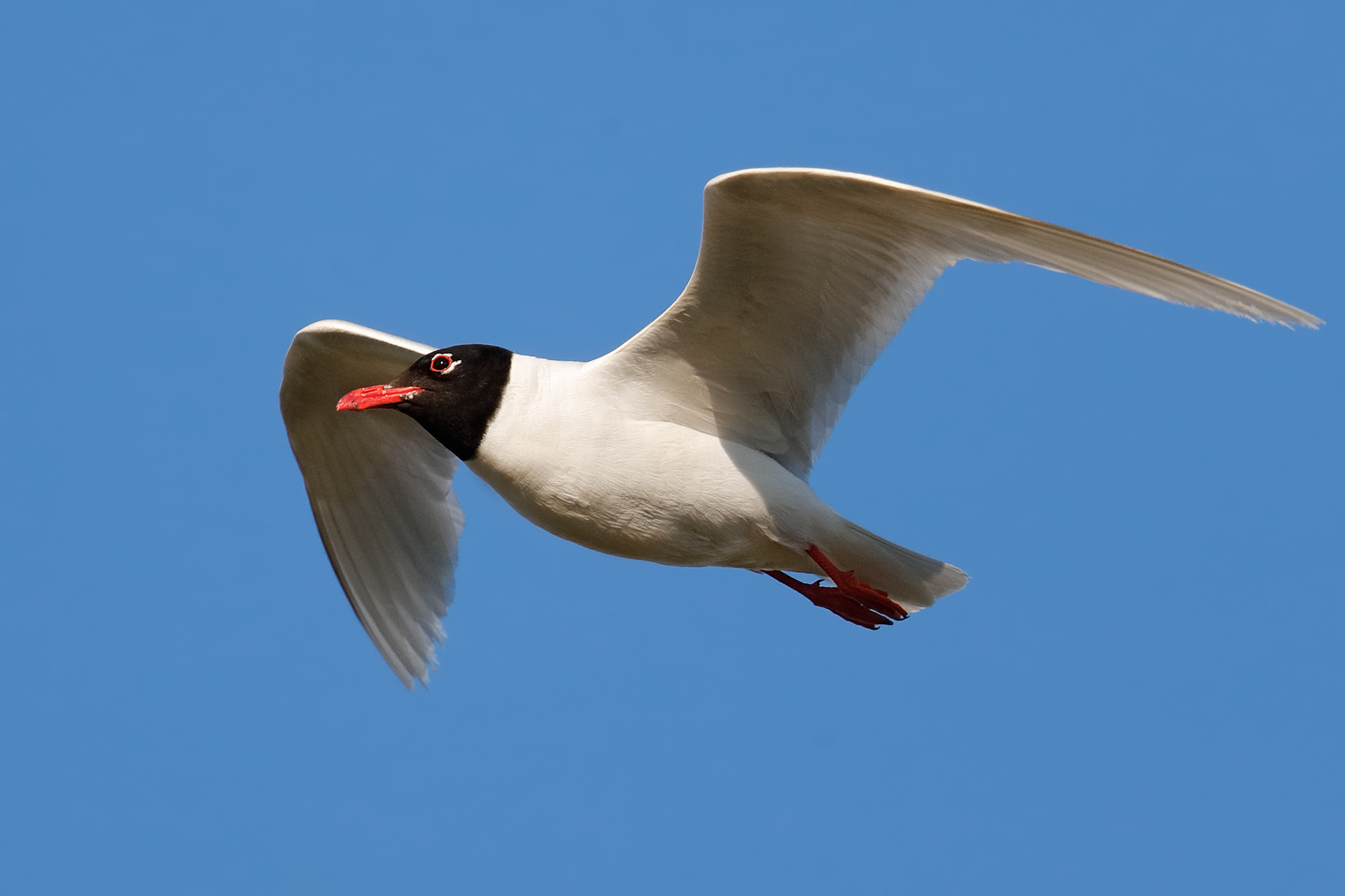 A caccia di formiche alate - Gabbiano corallino